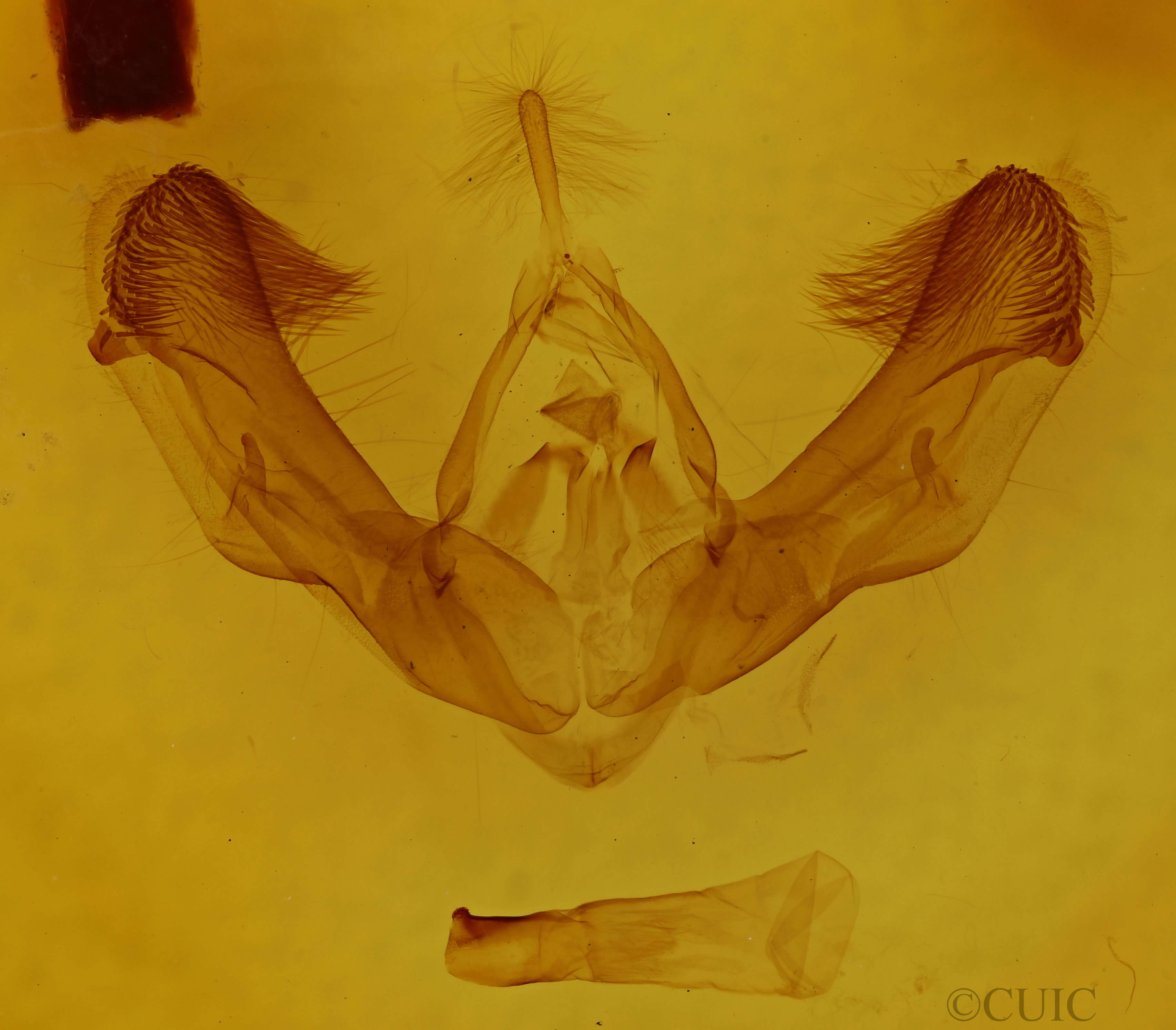 genitalia view of adult Dypterygia rozmani