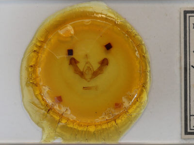 slide view of adult Dypterygia rozmani