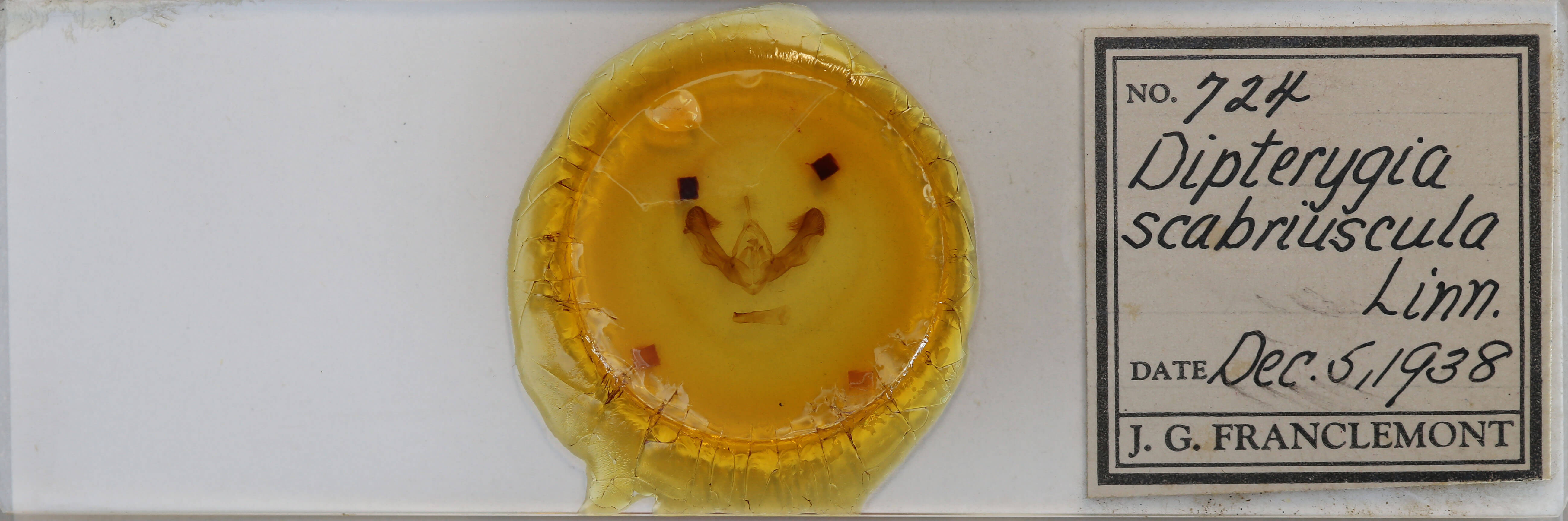 slide view of adult Dypterygia rozmani