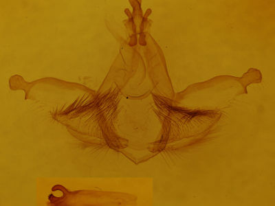 genitalia view of adult Dognina bella