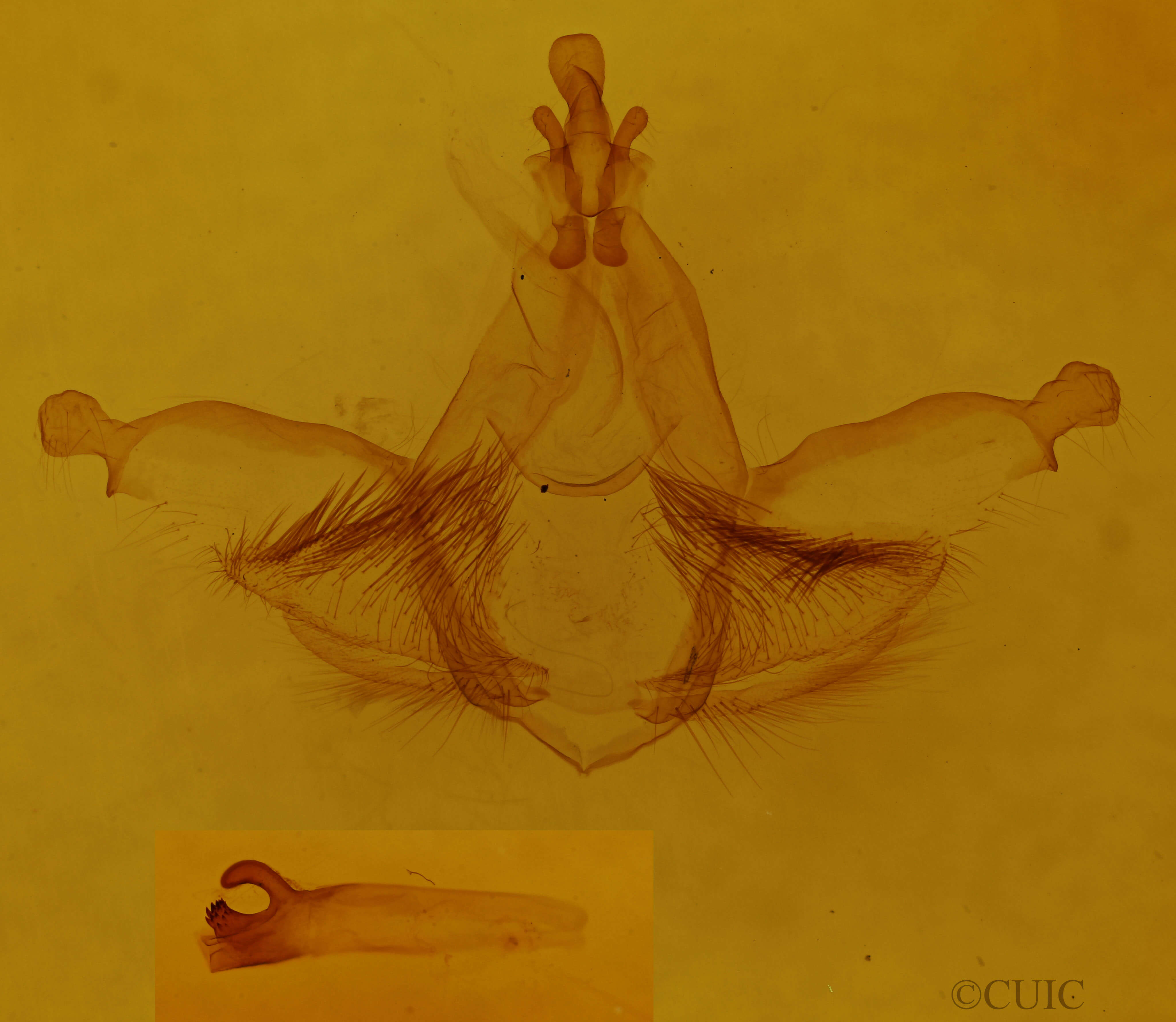 genitalia view of adult Dognina bella