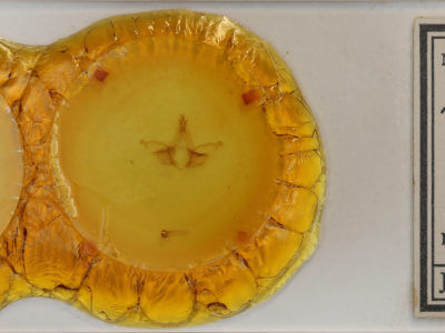 slide view of adult Dognina bella