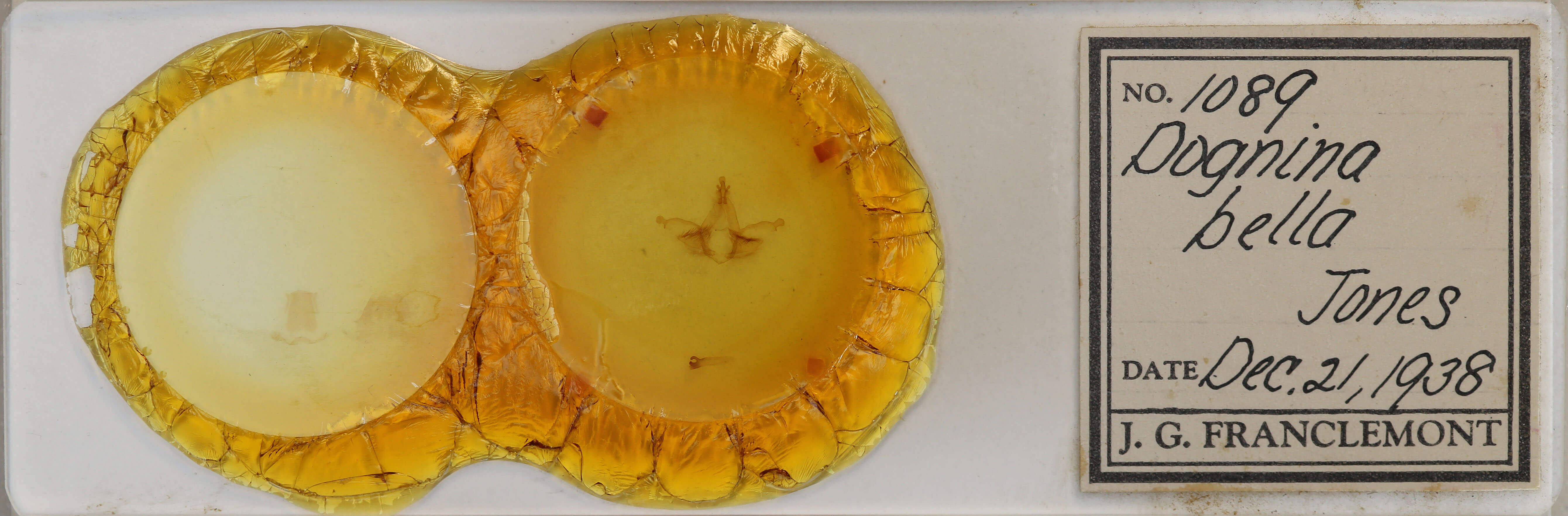 slide view of adult Dognina bella