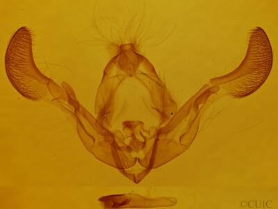 genitalia view of adult Dryobota labecula