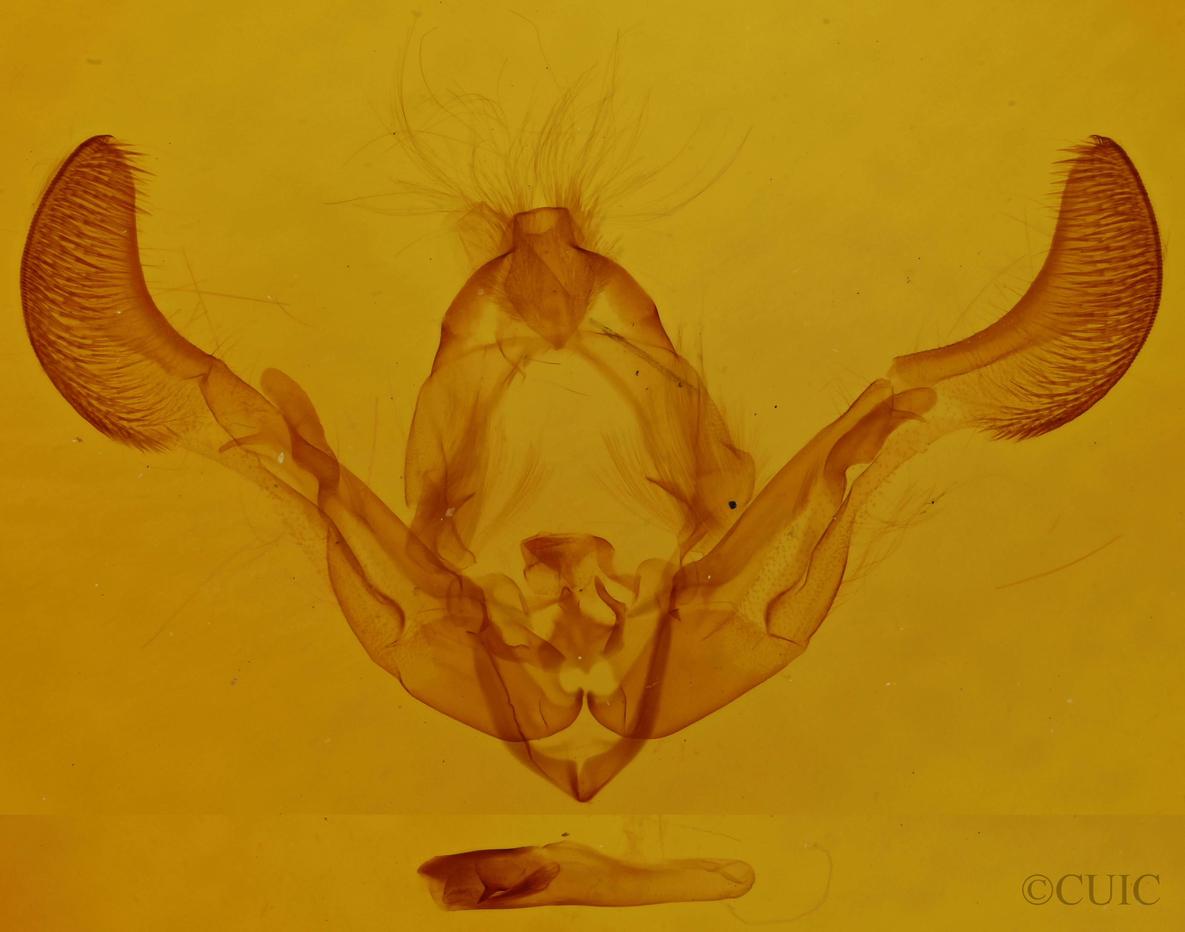 genitalia view of adult Dryobota labecula