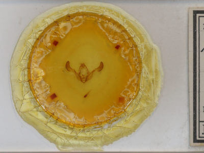 slide view of adult Dryobota labecula