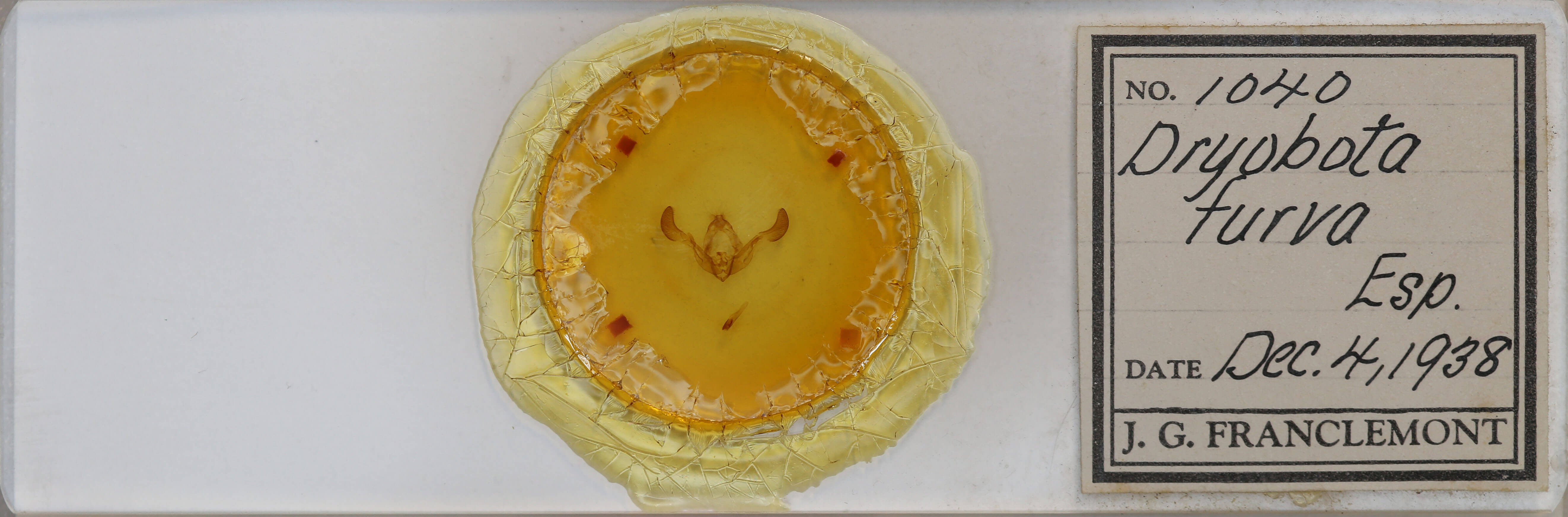 slide view of adult Dryobota labecula