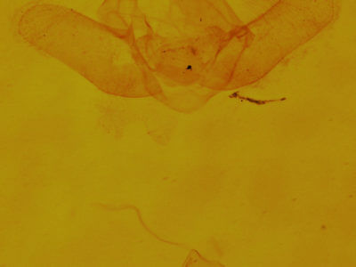 genitalia view of adult Dyspteris abortivaria
