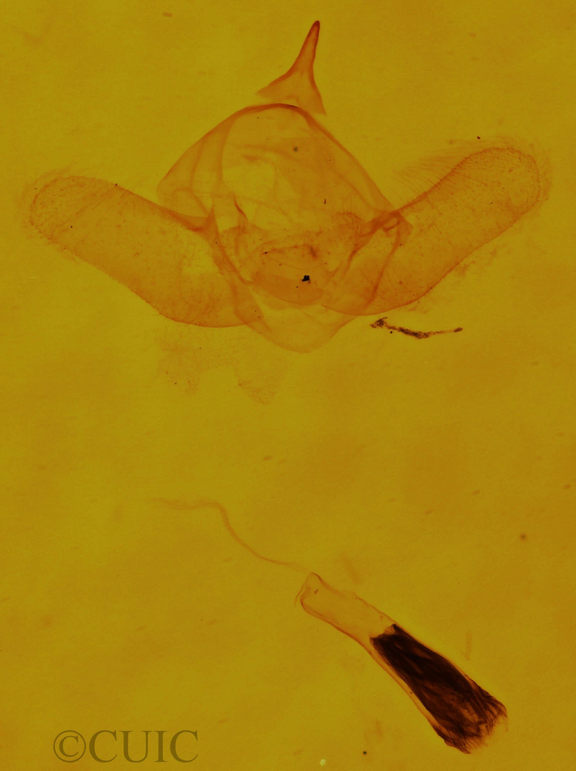 genitalia view of adult Dyspteris abortivaria