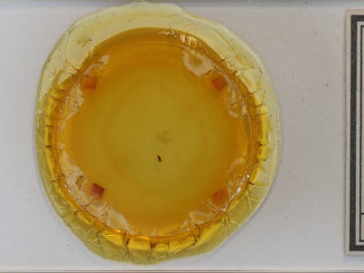 slide view of adult Dyspteris abortivaria