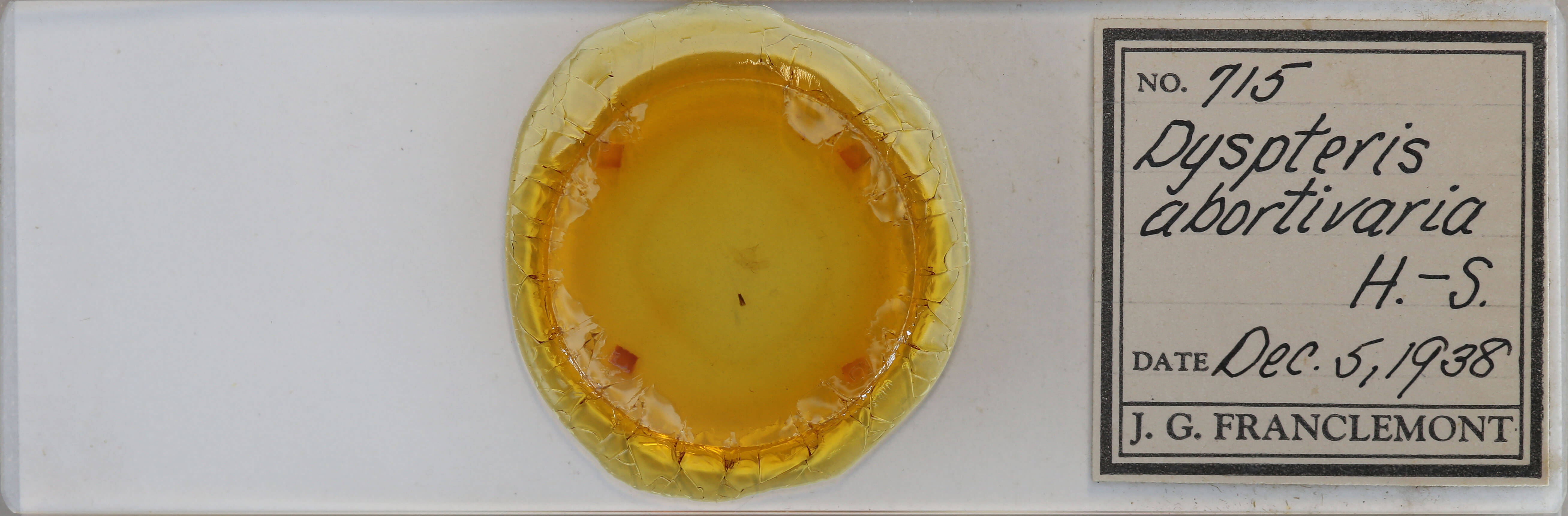 slide view of adult Dyspteris abortivaria