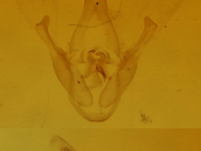 genitalia view of adult Dyspyralis illocata
