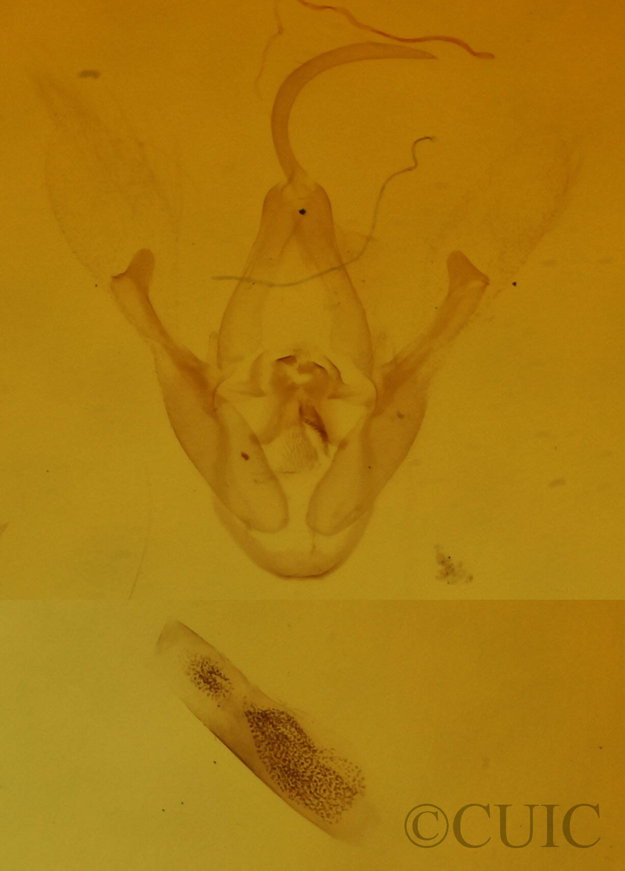 genitalia view of adult Dyspyralis illocata