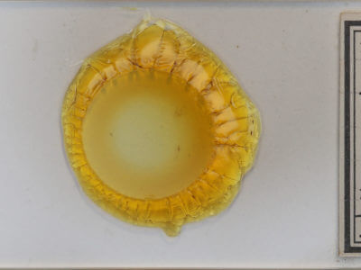 slide view of adult Dyspyralis illocata