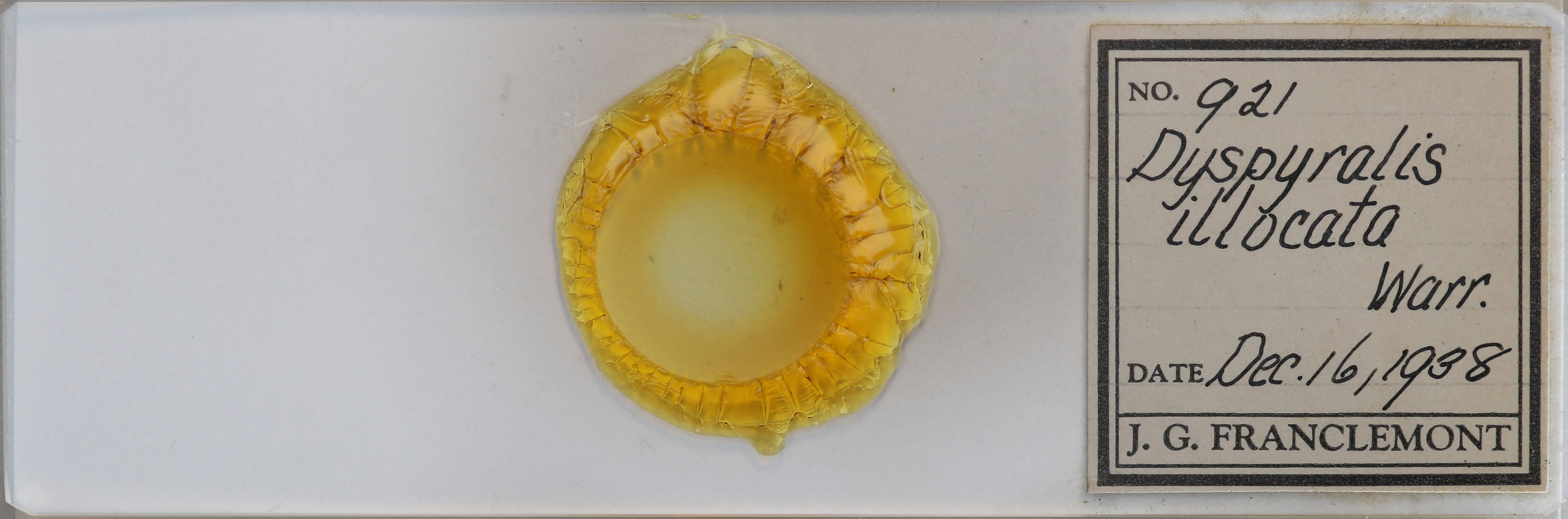 slide view of adult Dyspyralis illocata