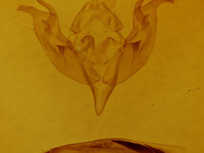 genitalia view of adult Egira perlubens