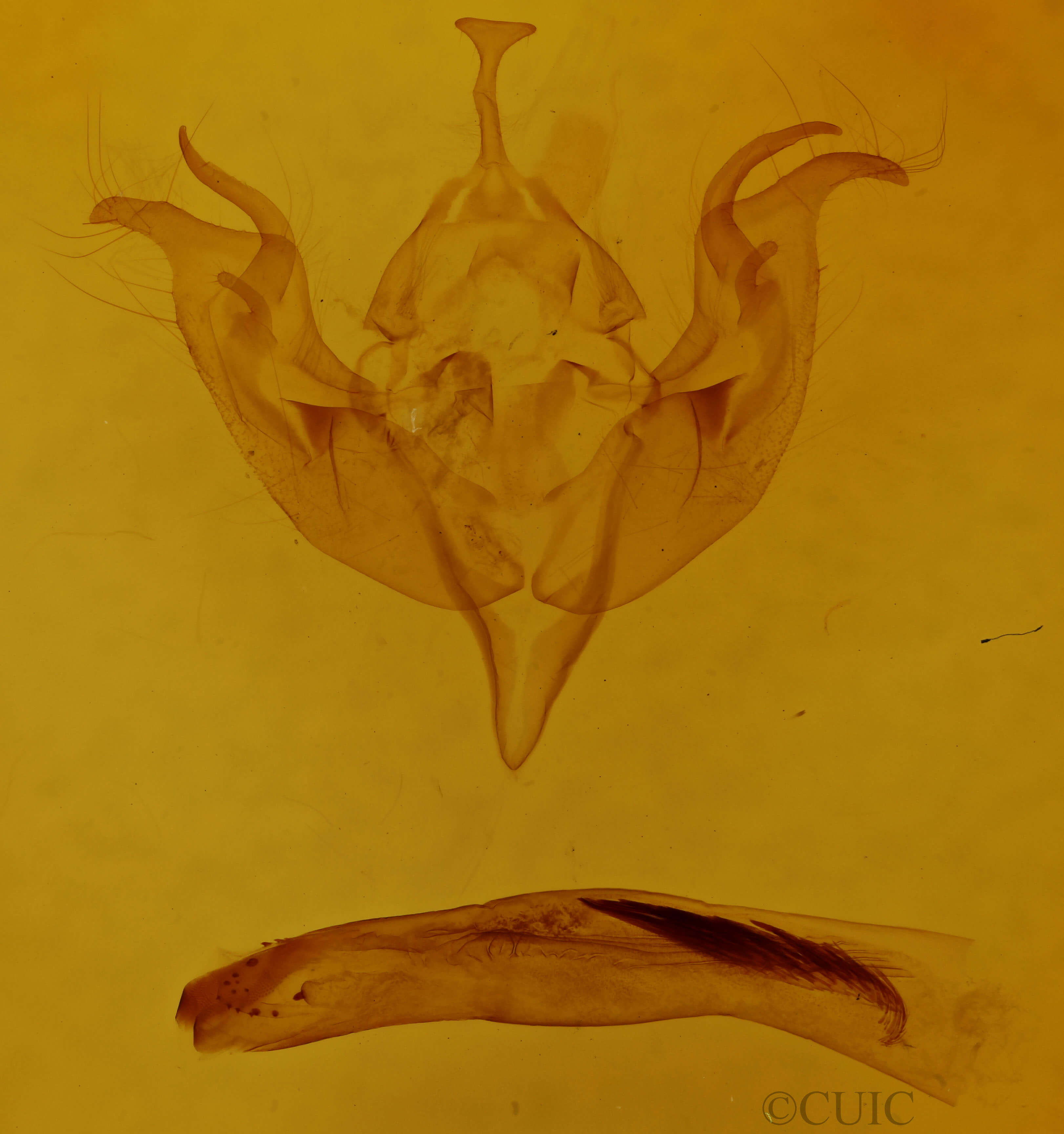 genitalia view of adult Egira perlubens