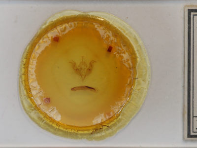 slide view of adult Egira perlubens