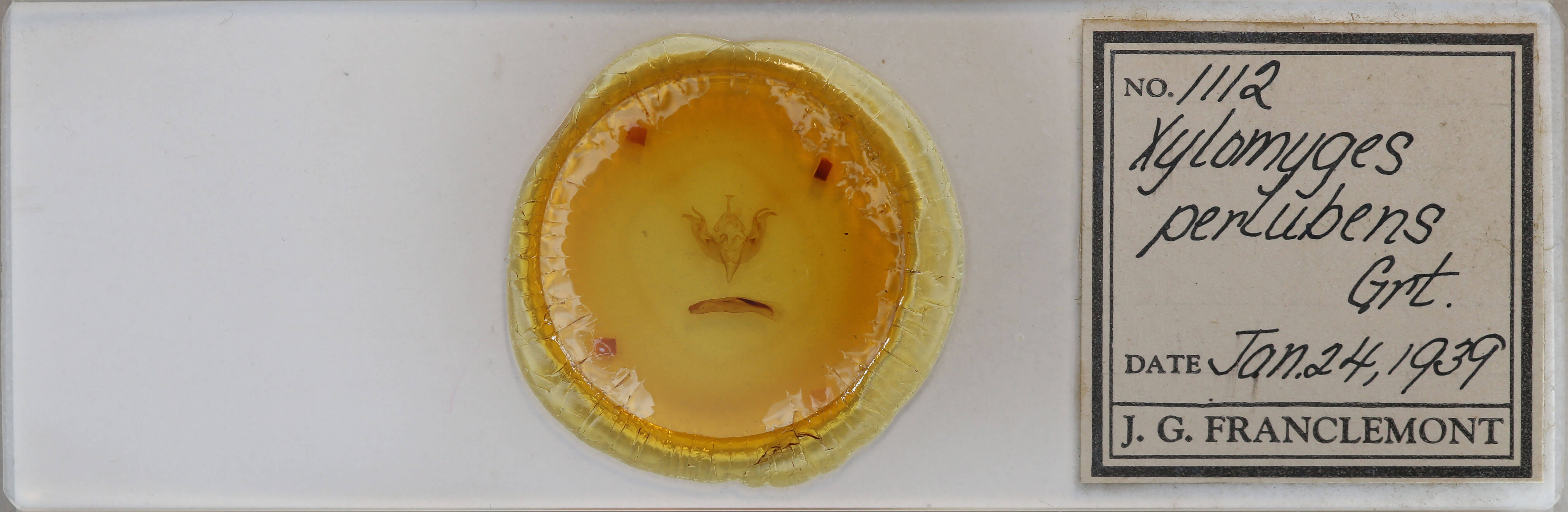 slide view of adult Egira perlubens