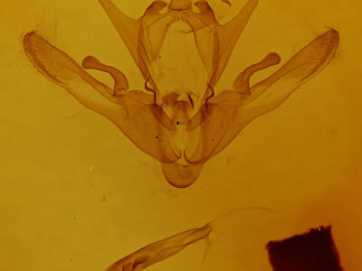 genitalia view of adult Enargia sp.