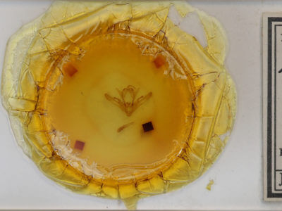 slide view of adult Enargia sp.