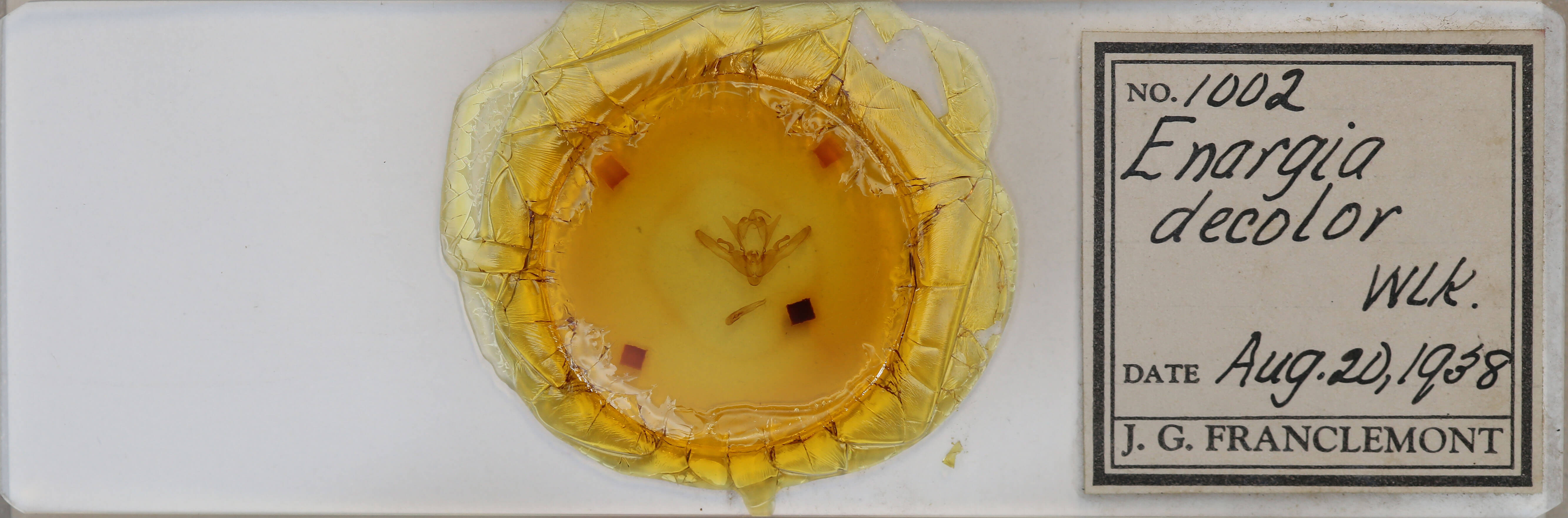 slide view of adult Enargia sp.