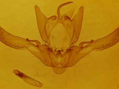 genitalia view of adult Enargia sp.