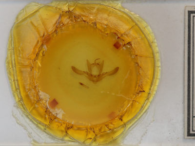 slide view of adult Enargia sp.