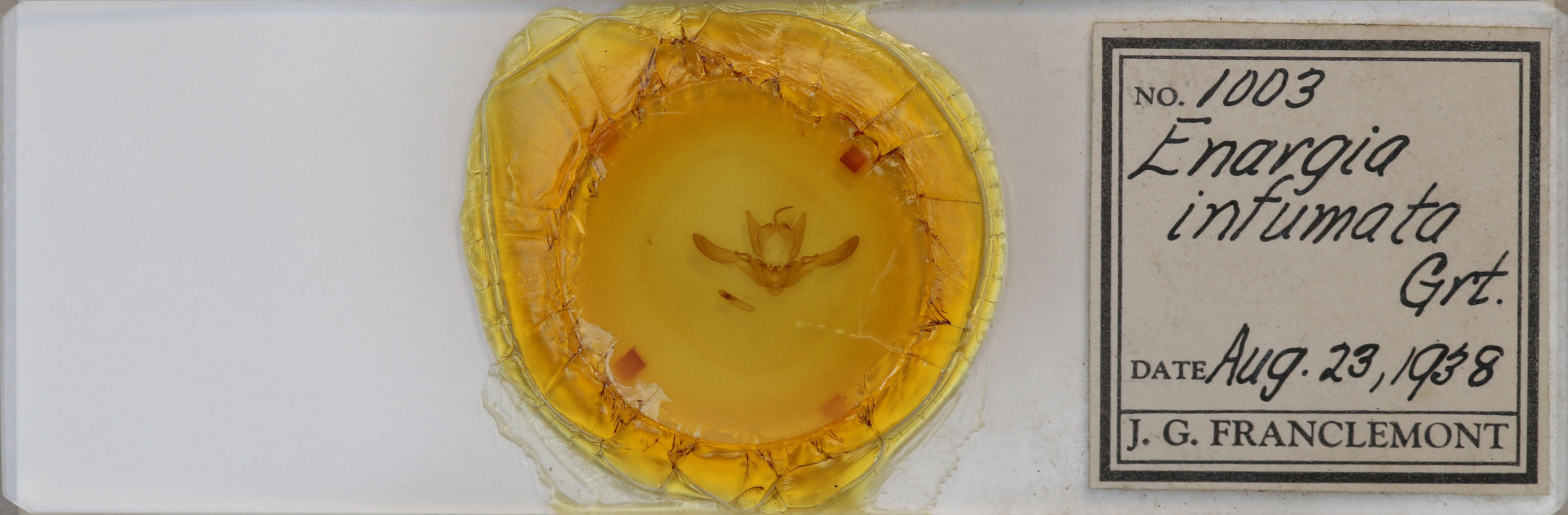 slide view of adult Enargia sp.