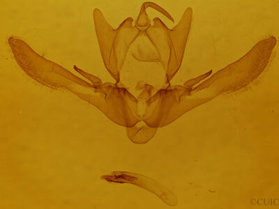 genitalia view of adult Enargia infumata