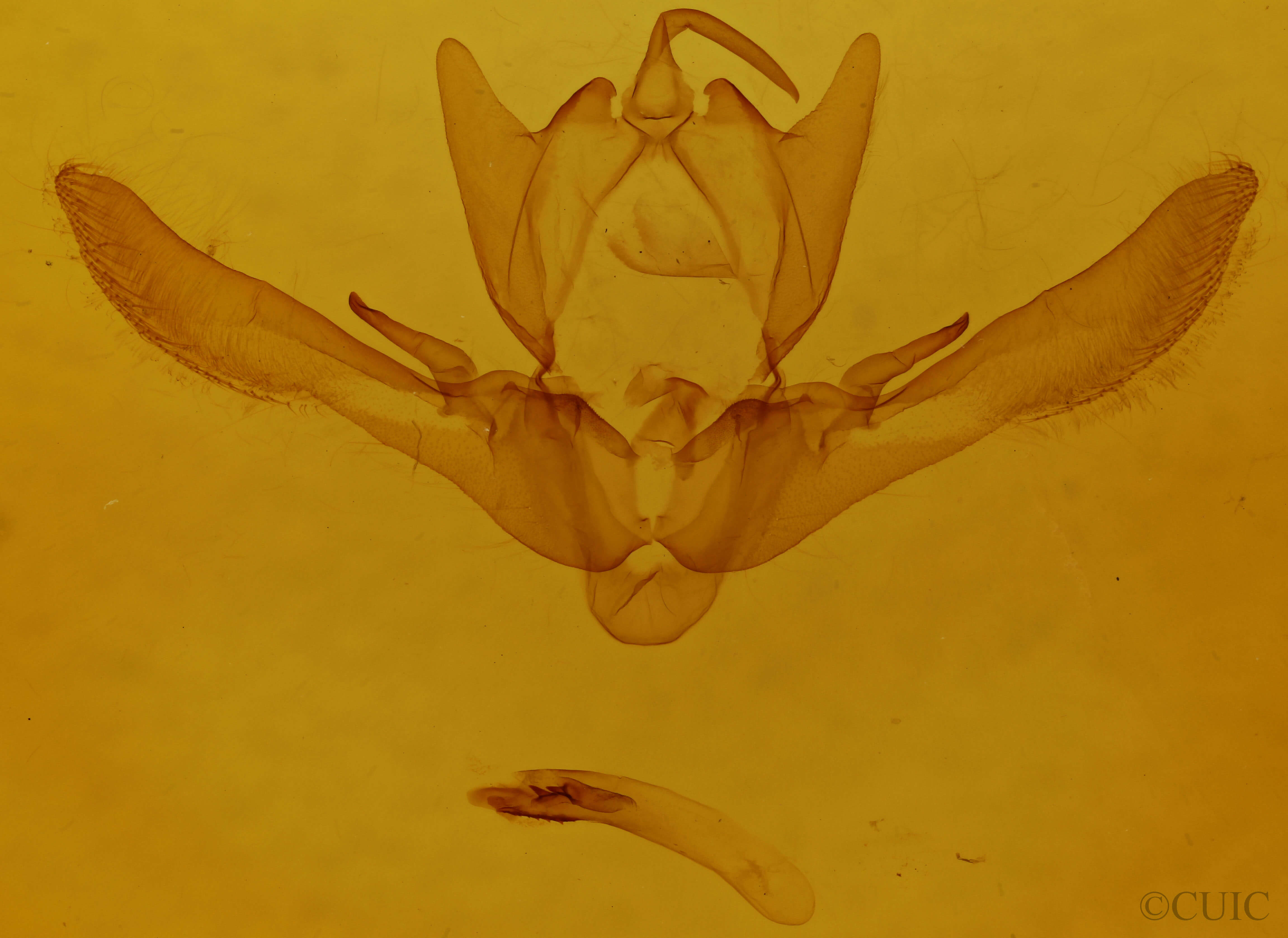 genitalia view of adult Enargia infumata