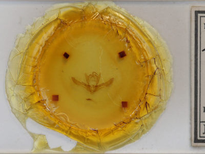 slide view of adult Enargia infumata