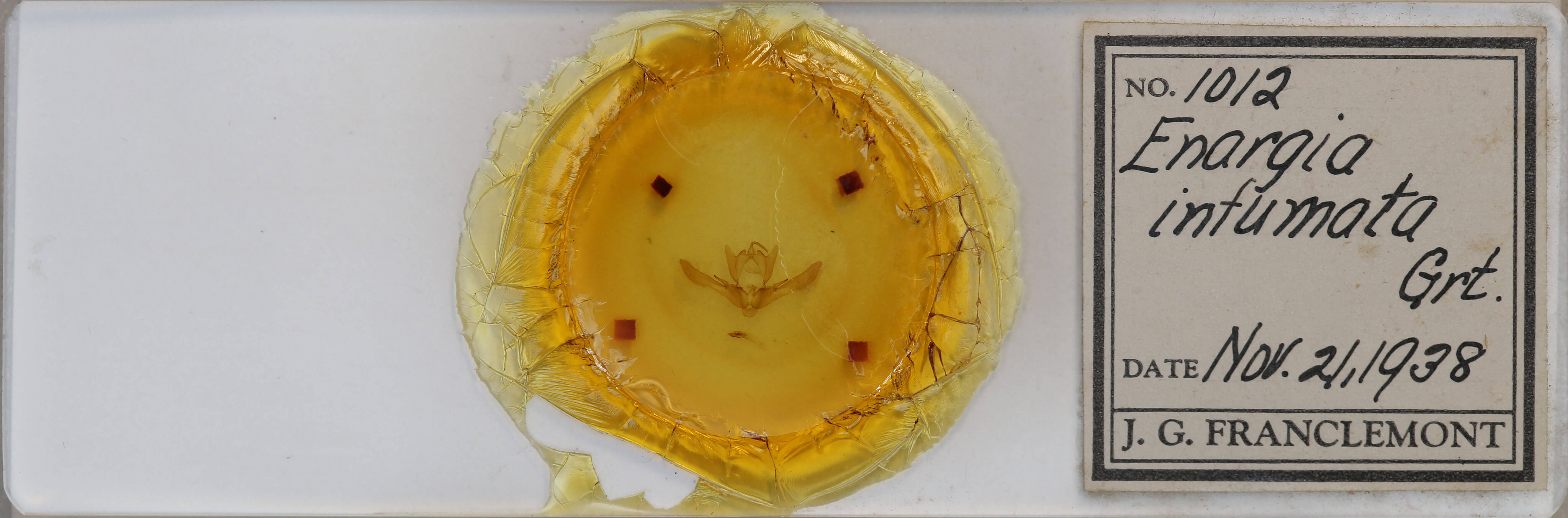 slide view of adult Enargia infumata