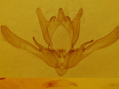 genitalia view of adult Enargia infumata