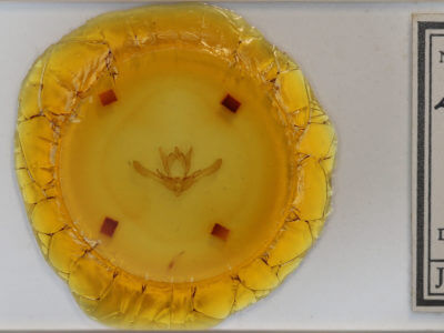 slide view of adult Enargia infumata