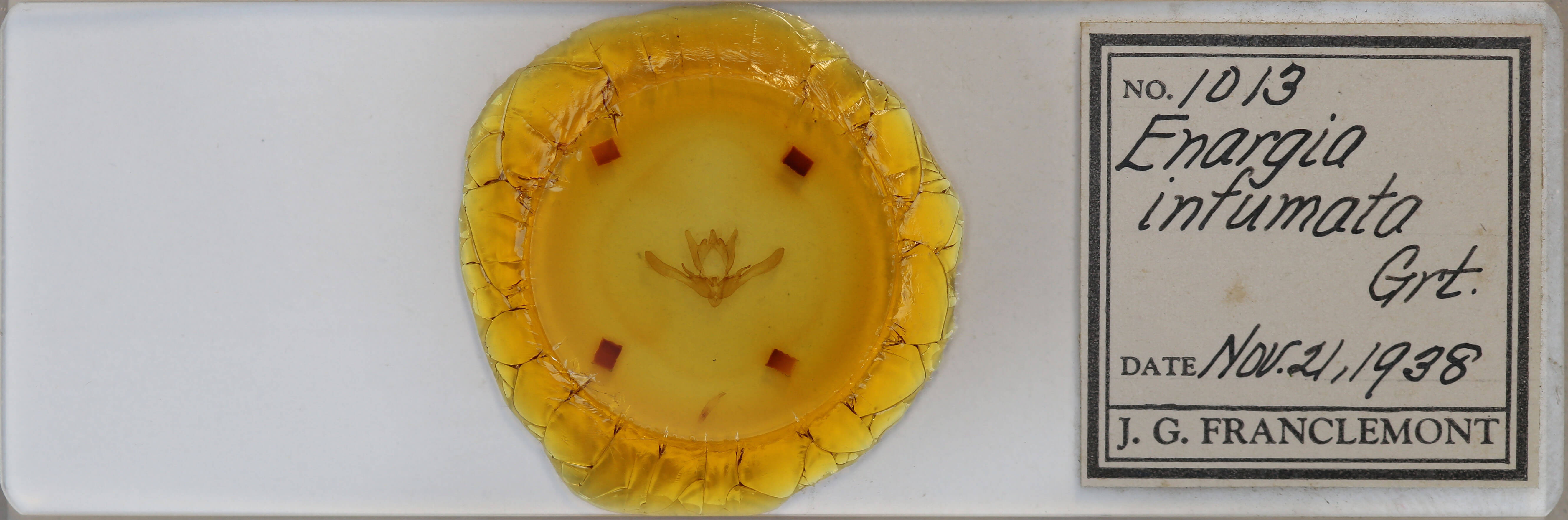 slide view of adult Enargia infumata