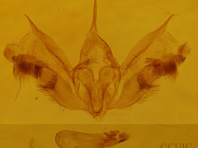 genitalia view of adult Epirrhoe alternata