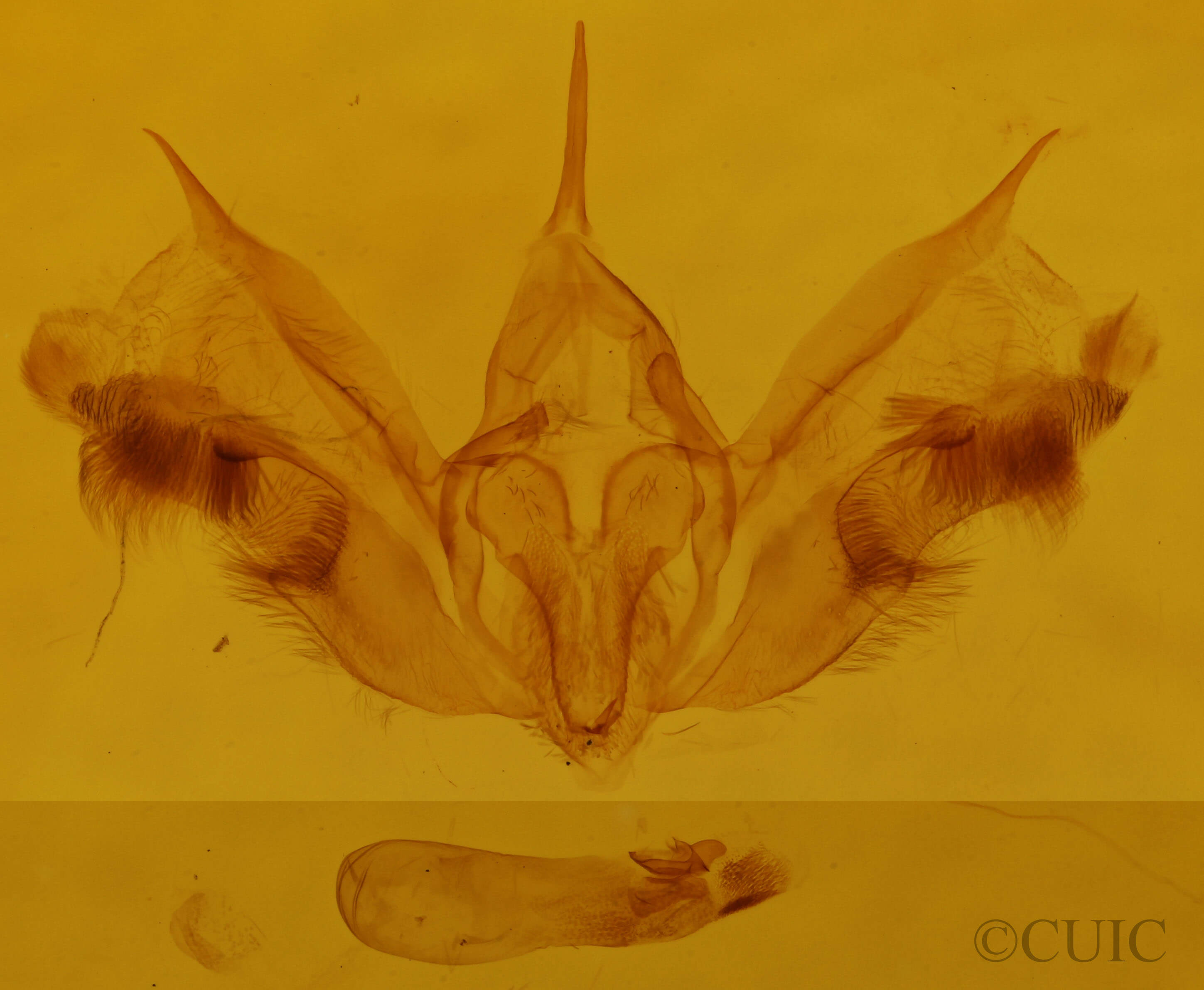 genitalia view of adult Epirrhoe alternata