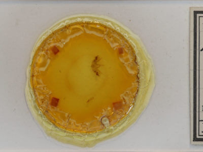 slide view of adult Epirrhoe alternata