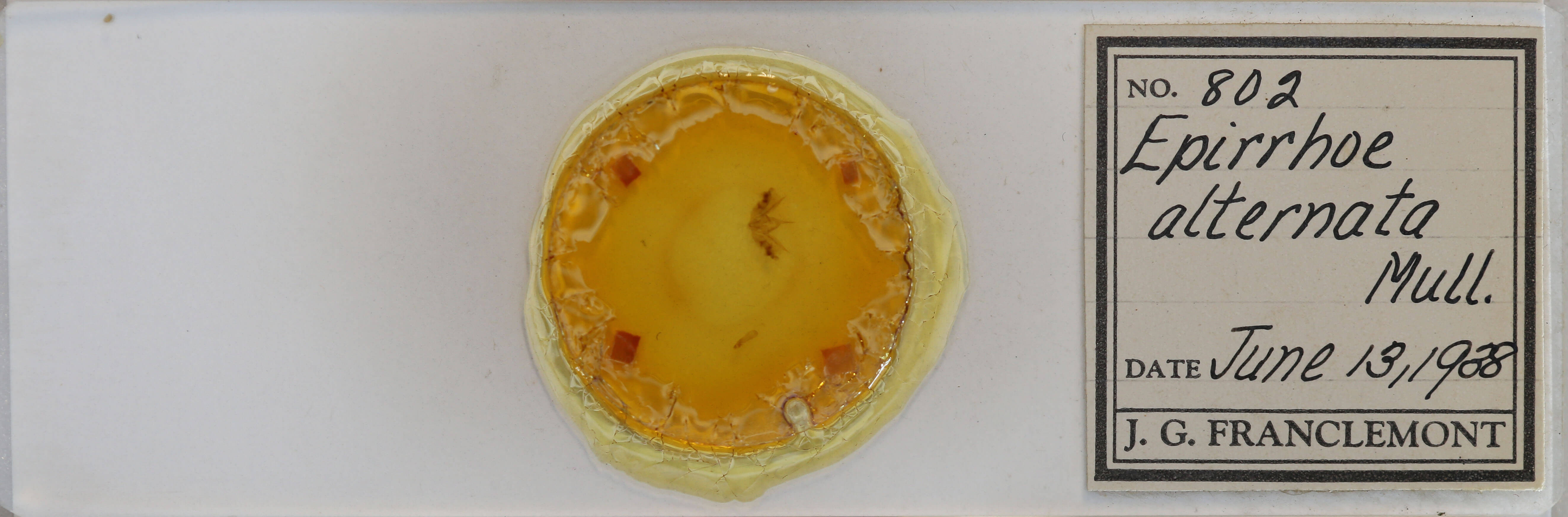 slide view of adult Epirrhoe alternata