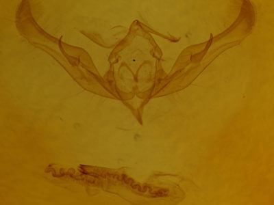 genitalia view of adult Anicla illapsa