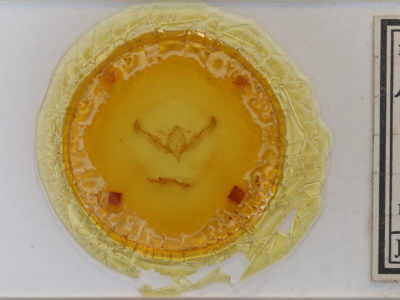 slide view of adult Anicla illapsa