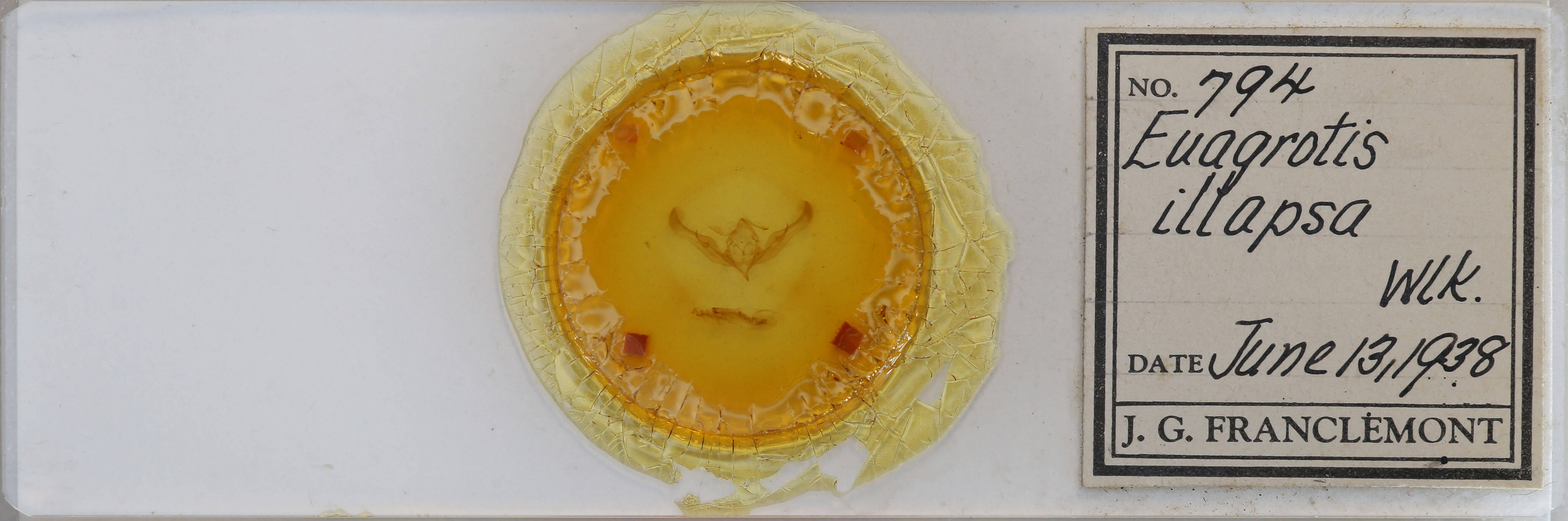 slide view of adult Anicla illapsa