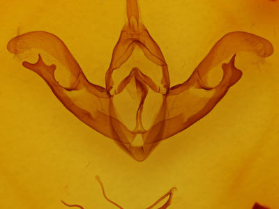 genitalia view of adult Eudryas grata