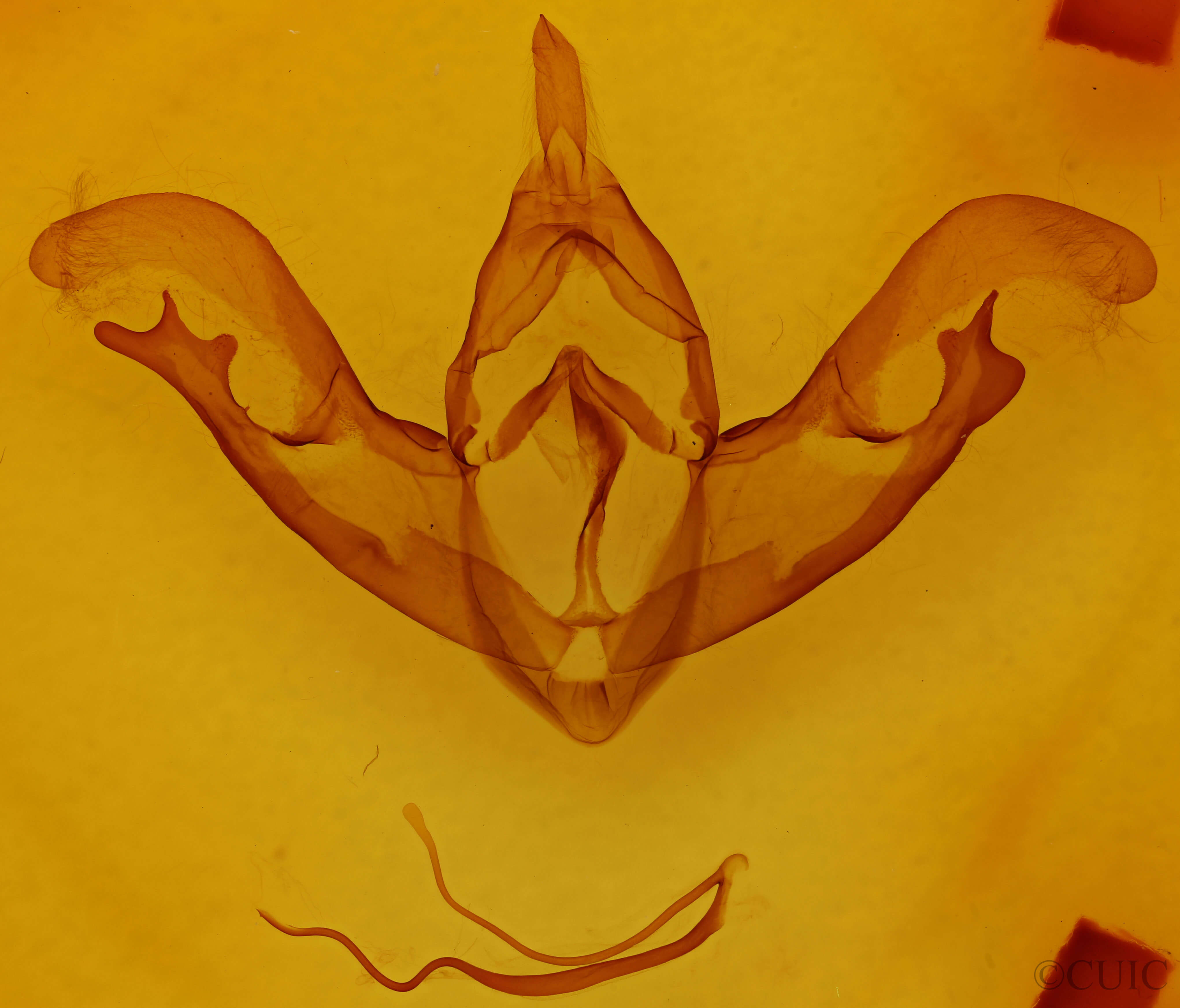 genitalia view of adult Eudryas grata