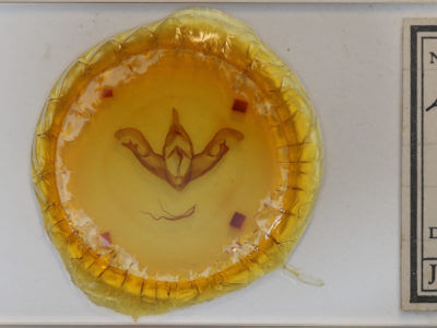 slide view of adult Eudryas grata