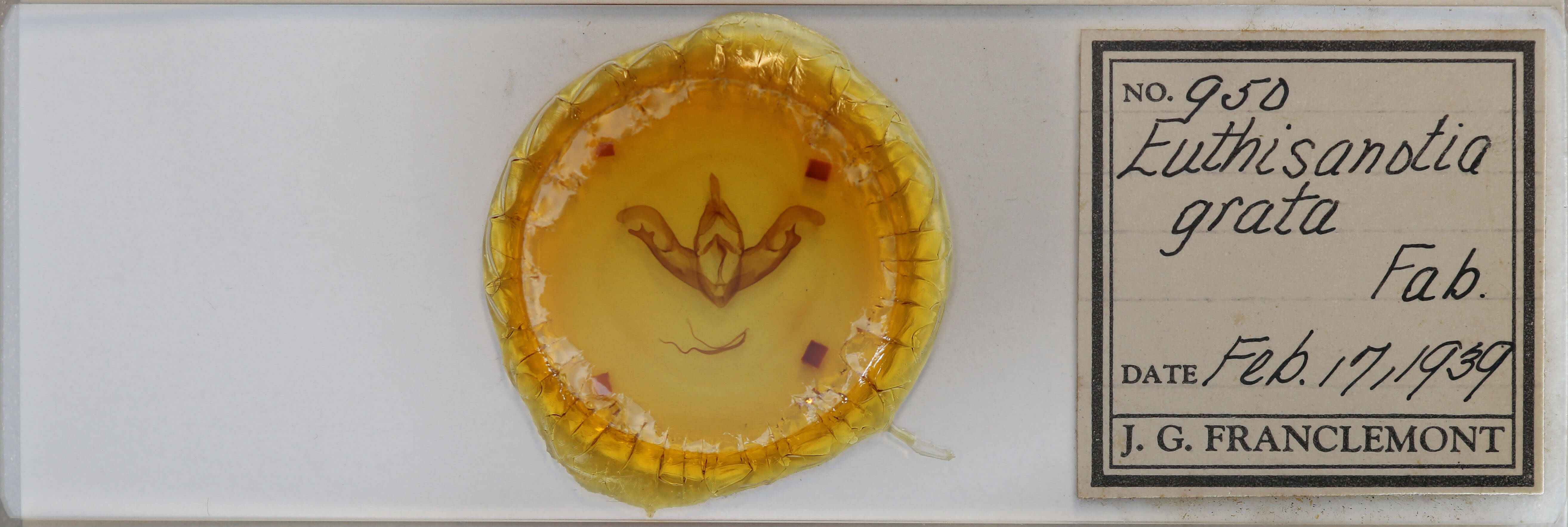 slide view of adult Eudryas grata