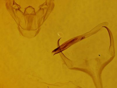 genitalia view of adult Eubaphe mendica