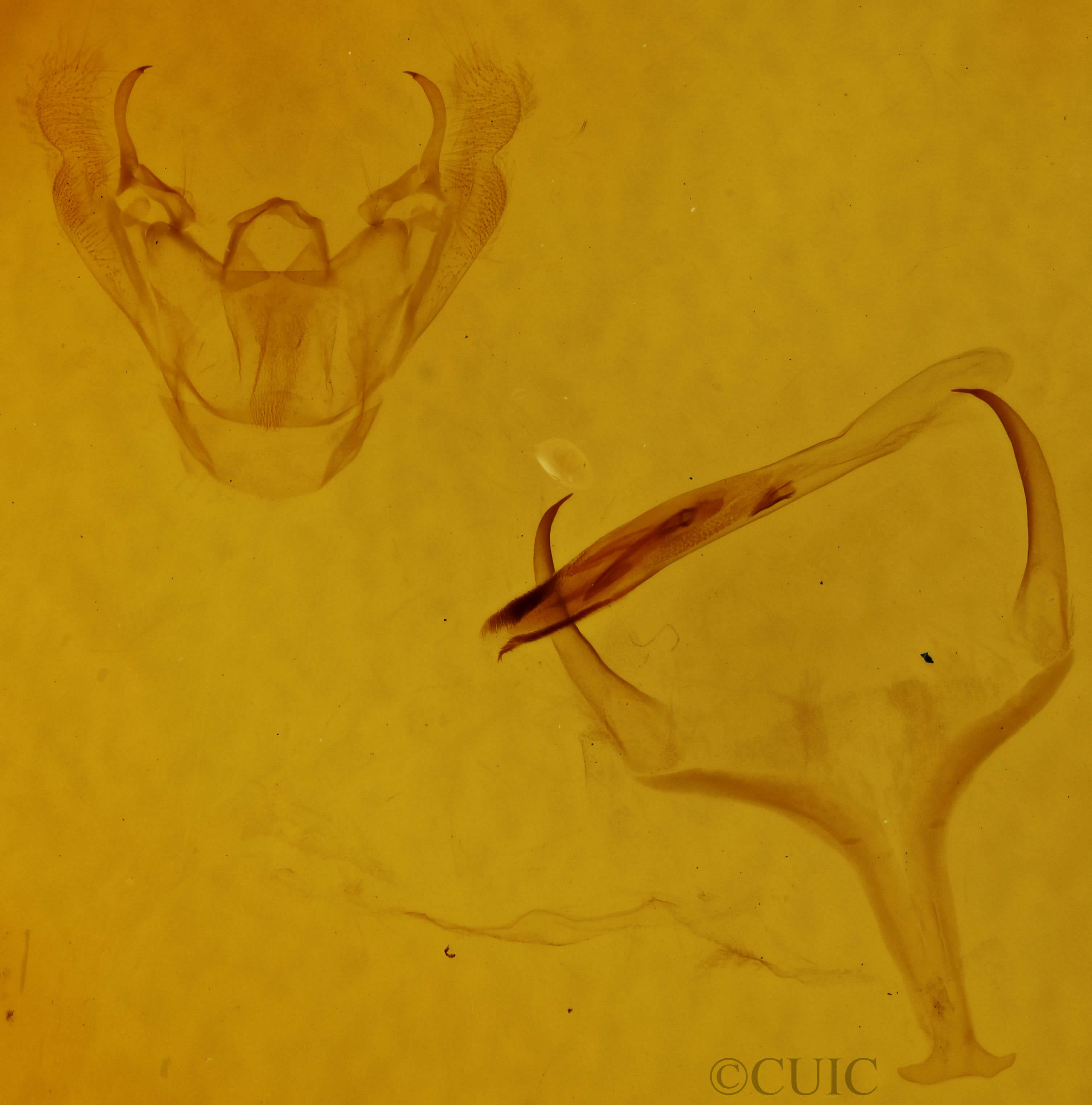 genitalia view of adult Eubaphe mendica