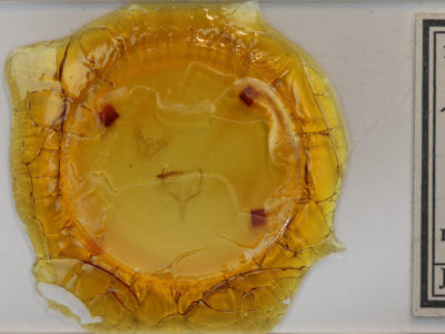 slide view of adult Eubaphe mendica